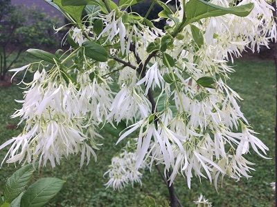 ​SNIEGPĀRSLU VIRDŽĪNIJAS KOKS / Chionanthus virginicus