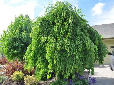 ZĪDKOKS BALTAIS / MORUS ALBA „PENDULA”