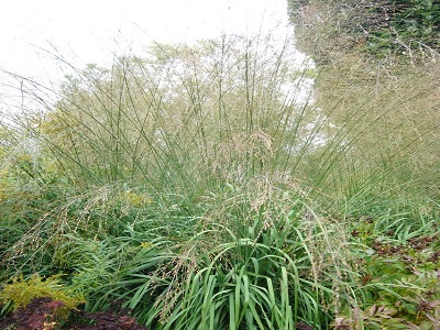 MOLĪNIJA NIEDRU / MOLINIA ARUNDINACEA „TRANSPARENT”