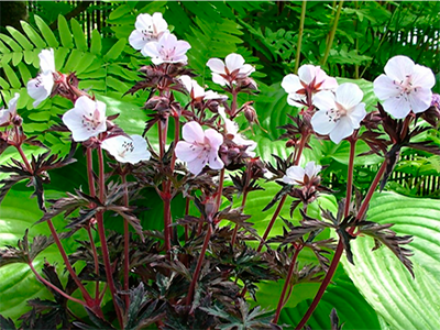 GANDRENE PĻAVAS „PURPLE GHOST”