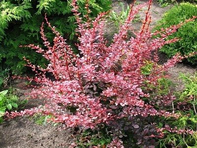 BĀRBELE TUNBERGA / BERBERIS THUNBERGII „PINK QUEEN”