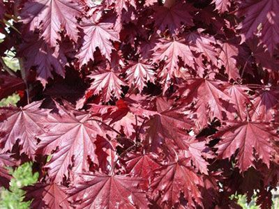 KĻAVA PARASTĀ/ACER PLATANOIDES "CRISMON SENTRY"