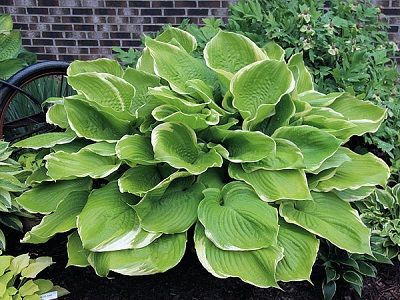 HOSTA "WINTER SNOW"