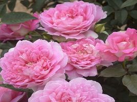 ​BORNEO ODORE_rožu stādi_rozes_siguldasdarznieks