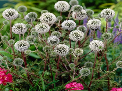 ​APAĻGALVAS EŽZIEDE / Echinops sphaerocephalus „ARCTIC GLOW”