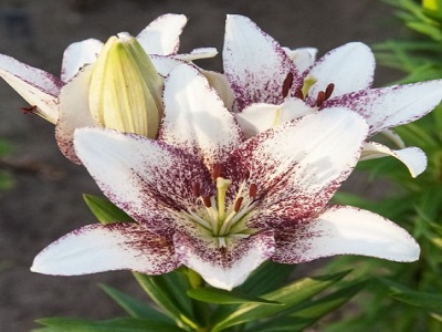 LILIJA ĀZIJAS-GARZIEDU / LILIUM LA „SWEET ZANICA”