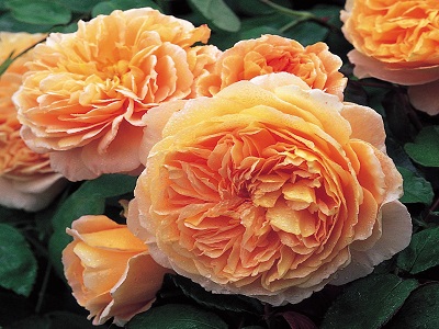 CROWN PRINCESS MARGARETHA