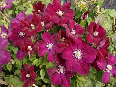 ​MEŽVĪTENIS KLEMATIS / CLEMATIS „ ROUGE CARDINAL”