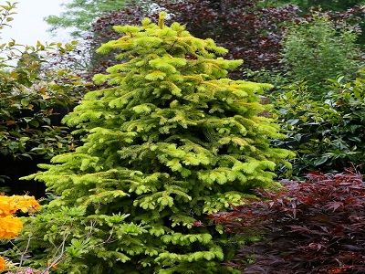 ​EGLE AUSTRUMU / Picea orientalis „AUREA”