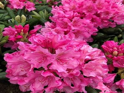 ​RODODENDRS /RHODODENDRON „HAAGA”