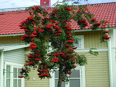 PĪLĀDZIS PARASTAIS / SORBUS AUCUPARIA-pendula