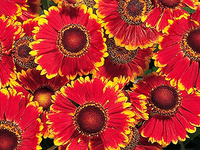 HELĒNIJA RUDENS „HELENA RED SHADES”