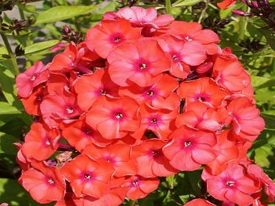 FOKSIS SKARAINAIS  / PHLOX PANICULATA                                                                                               „    “ORANGE PERFECTION”