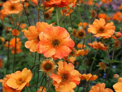 BITENE / GEUM „TOTALLY TANGERINE”