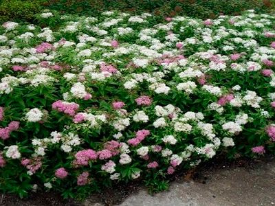 ​SPIREJA JAPĀNAS /SPIRAEA JAPONICA „SHIROBANA” (GENPEI)