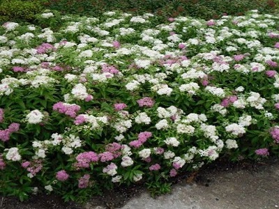 ​SPIREJA JAPĀNAS /SPIRAEA JAPONICA „SHIROBANA” (GENPEI)