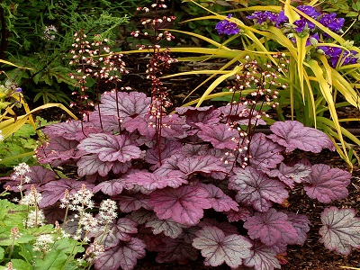 ​HEIHĒRA / HEUCHERA „SUGAR PLUM”