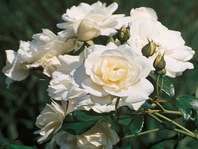 krūmu roze balta_​SCHNEEWITTCHEN-stādaudzētava siguldasdarznieks_rožu stādi