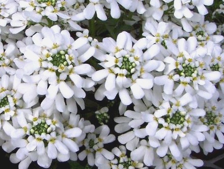 IBĒRE MŪŽZAĻĀ / Iberis x sempervirens „SNOWFLAKE” 