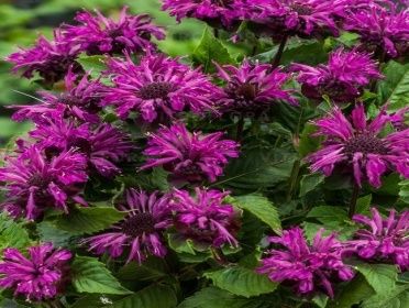 MONARDA "BEE PURE" _siguldasdarznioeks_ziemcites_monardas stādi