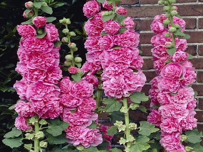 KĀRŠROZE PARASTĀ "CHATERS VIOLET”