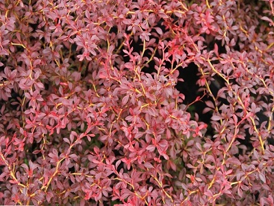 BĀRBELE TUNBERGA  / Berberis thunbergii „ORANGE DREAM”     