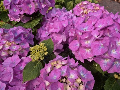 HORTENZIJA LIELLAPU  / Hydrangea macrophylla „DIVA FIORE”