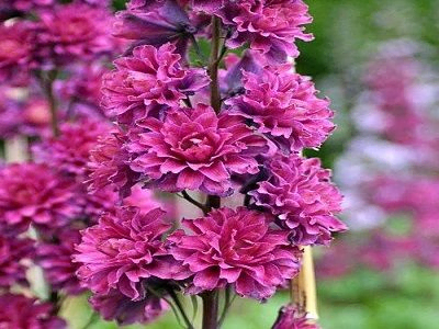 DELFĪNIJA DĀRZA / DELPHINIUM „HIGHLANDER FLAMENCO”