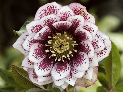 ​ZIEMZIEDE AUSTRUMU / Helleborus orientalis „ELLEN WHITE SPOTE”