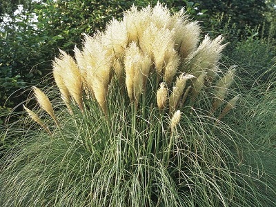 ​PAMPUZĀLE SELLO / CORTADERIA SELLOANA „WHITE FEATHER”