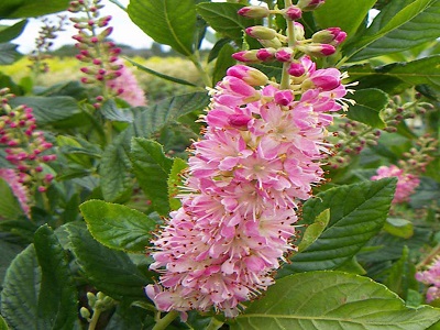 KLETRA ALKŠŅU    / Clethra alnifolia „RUBY SPICE”