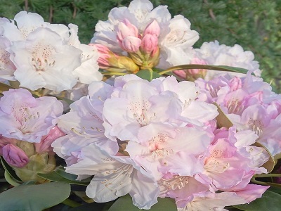 ​RODODENDRS JAKUŠIMANAS / Rhododendron Yakushimanum „SCHNEEKRONE”