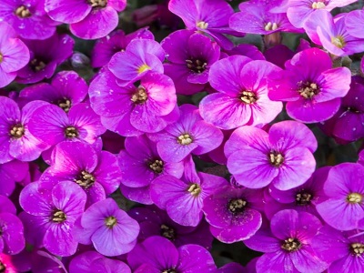 Obrētas_aubrieta_axent-lilac_siguldasdarznieks_ziemciešu stādi_daudzgadīgas puķes
