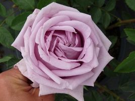 vīteņroze-indigoletta_siguldasdarznieks_roosa_rožu stādi