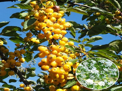 YELLOW SIBERIAN-dekoratīva ābele_ziedošs koks-paradīzes ābele