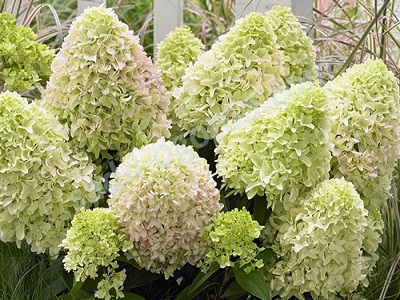 ​SKARAINĀ HORTENZIJA / Hydrangea paniculata “LITTLE FRESCO”