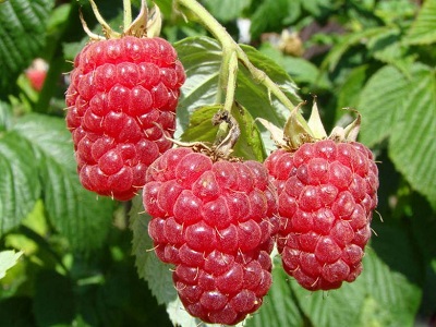 AVENE RUDENS / RUBUS IDAEUS „POLANA”