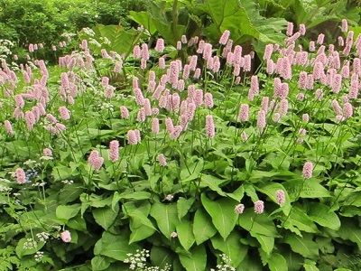 ​SŪRENE ZALKŠU / PERSICARIA BISTORTA „SUPERBA”-ziemciešu stādi_daudzgadīgu stādi_hortenzijas_