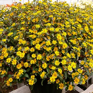 Sanvitālija