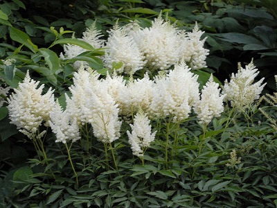 ​ASTILBE / Astilbe „WEISSE GLORIA”-siguldasdarznieks_ziemcietes