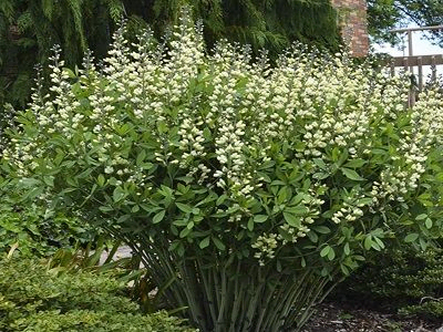 BAPTĪZIJA /  Baptisia „DECADENCE VANILLA CREAM”