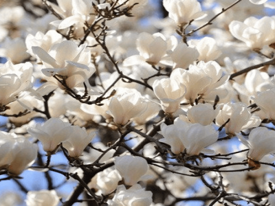 MAGNOLIJA SULANŽA/ MAGNOLIA x SOULANGEANA “ALBA SUPERBA”