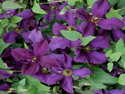 ​MEŽVĪTENIS KLEMATIS / CLEMATIS „VITICELLA POLISH SPIRIT”