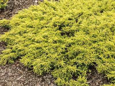 ​KADIĶIS PARASTAIS / Juniperus communis „GOLDSCHATZ”