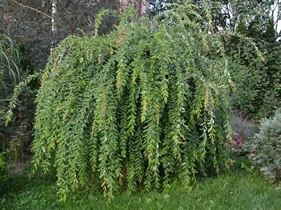 ​KĀRKLS GLUDMALU / Salix integra „PENDULA”