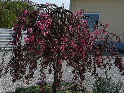 MALUS x PURPUREA "PENDULA"