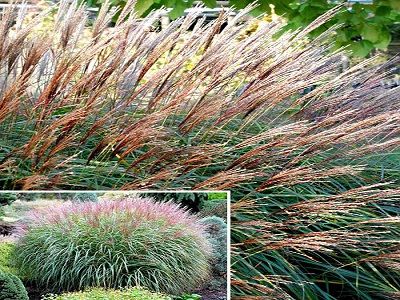 MISKANTE ĶĪNAS / MISCANTHUS SINENSIS „KRATER”-graudzāles-miskantes-dekoratīvās smilgas