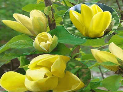 MAGNOLIJA BRUKLINAS „YELLOW BIRD”-siguldasdarznieks