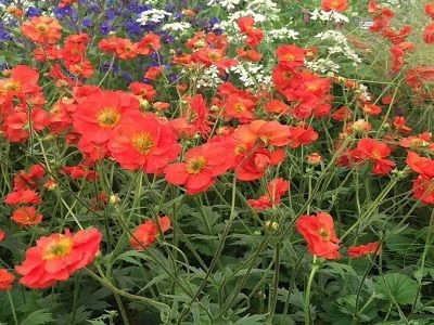 BITENE ŠARLAKSARKANĀ   /  GEUM COCCINEUM „TEMPEST SCARLET”