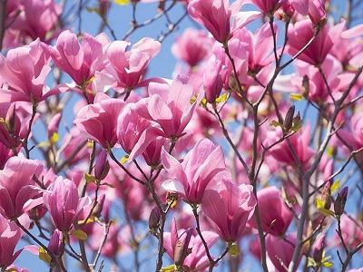 magnolija-galaxy_siguldasdarznieks_lapu-koki